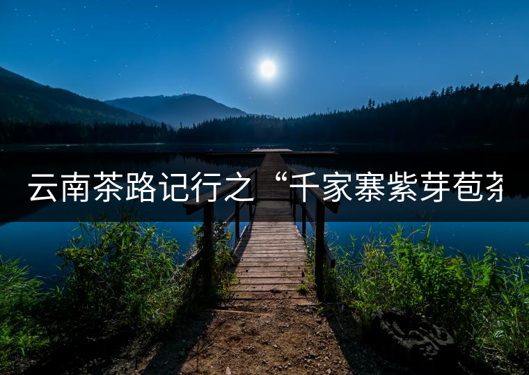 云南茶路記行之“千家寨紫芽苞茶”