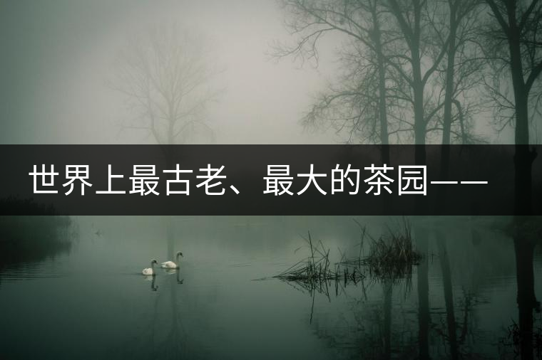 世界上最古老、最大的茶園——芒景