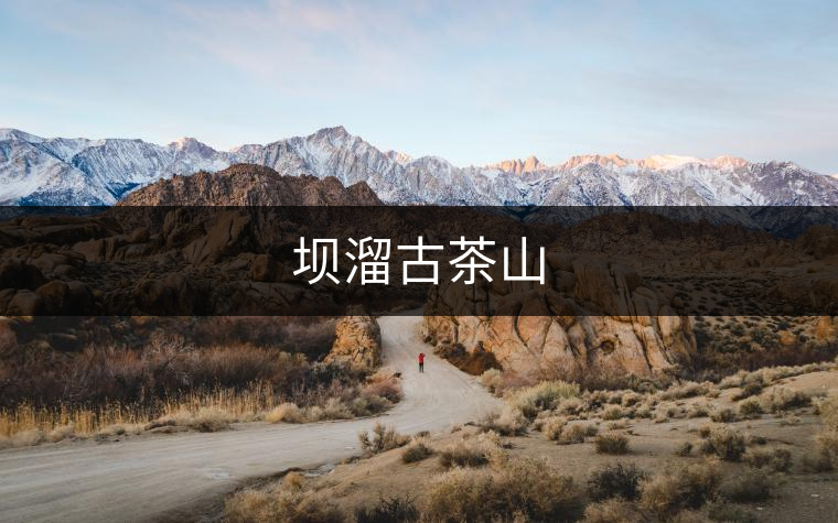 壩溜古茶山 壩溜古茶山