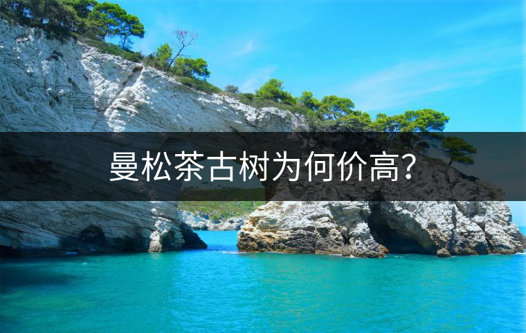 曼松茶古樹為何價高？