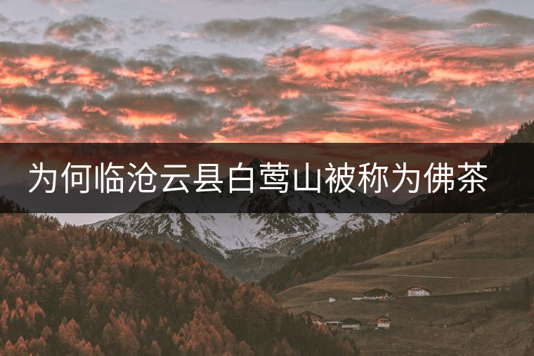 為何臨滄云縣白鶯山被稱為佛茶圣地？