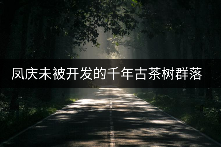 鳳慶未被開(kāi)發(fā)的千年古茶樹(shù)群落——平河寨古樹(shù)茶