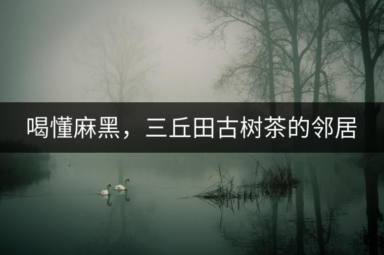 喝懂麻黑，三丘田古樹茶的鄰居