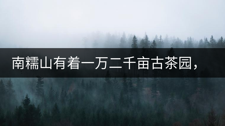 南糯山有著一萬二千畝古茶園，還有一棵枯死八百年樹齡的茶王樹