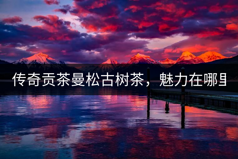 傳奇貢茶曼松古樹茶，魅力在哪里？