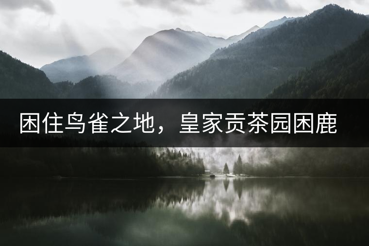 困住鳥雀之地，皇家貢茶園困鹿山古樹茶