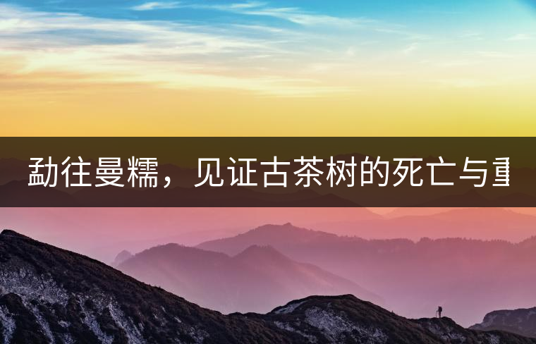 勐往曼糯，見證古茶樹的死亡與重生（上）