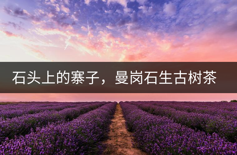 石頭上的寨子，曼崗石生古樹茶特點介紹