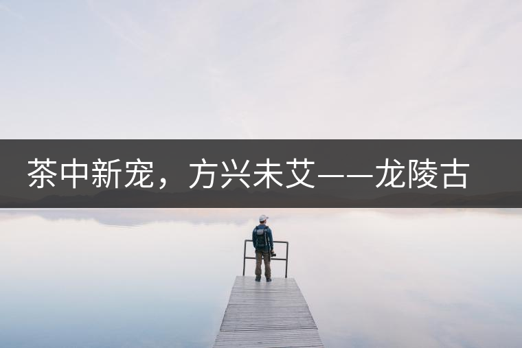 茶中新寵，方興未艾——龍陵古樹茶介紹