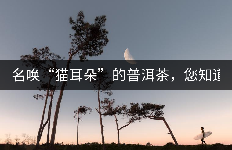 名喚“貓耳朵”的普洱茶，您知道嗎、