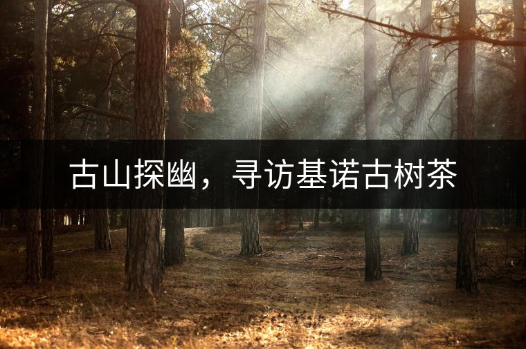 古山探幽，尋訪基諾古樹茶