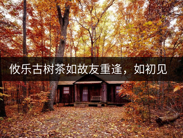 攸樂古樹茶如故友重逢，如初見傾心