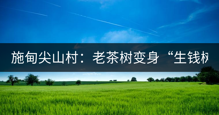 施甸尖山村：老茶樹(shù)變身“生錢(qián)樹(shù)”