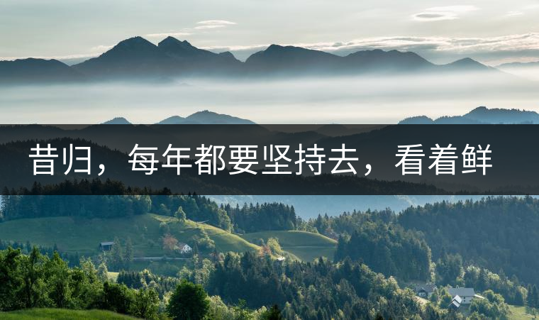 昔歸，每年都要堅(jiān)持去，看著鮮葉都是香甜的