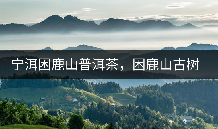 寧洱困鹿山普洱茶，困鹿山古樹茶口感特點(diǎn)