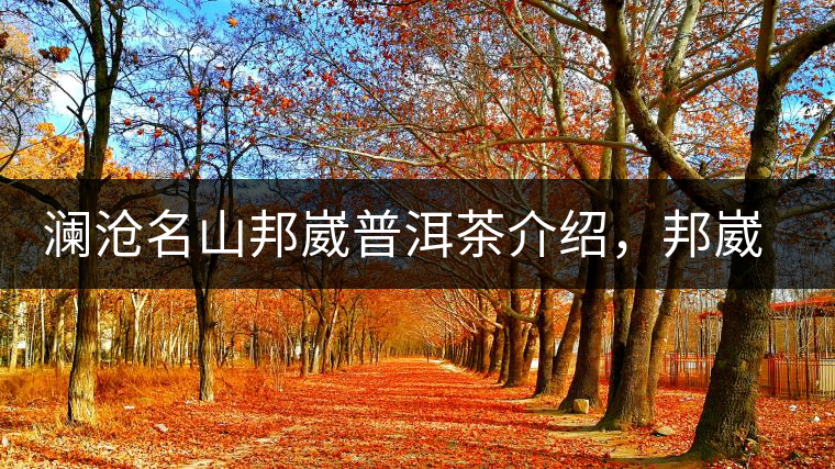 瀾滄名山邦崴普洱茶介紹，邦崴古樹茶口感特點