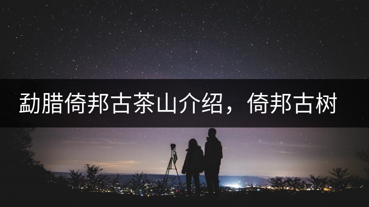 勐臘倚邦古茶山介紹，倚邦古樹茶口感特點(diǎn)