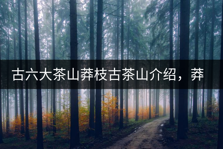 古六大茶山莽枝古茶山介紹，莽枝古樹(shù)茶口感特點(diǎn)