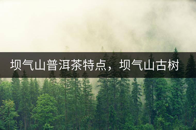 壩氣山普洱茶特點，壩氣山古樹茶介紹