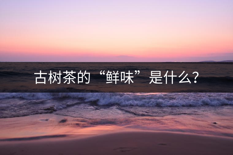 古樹茶的“鮮味”是什么？