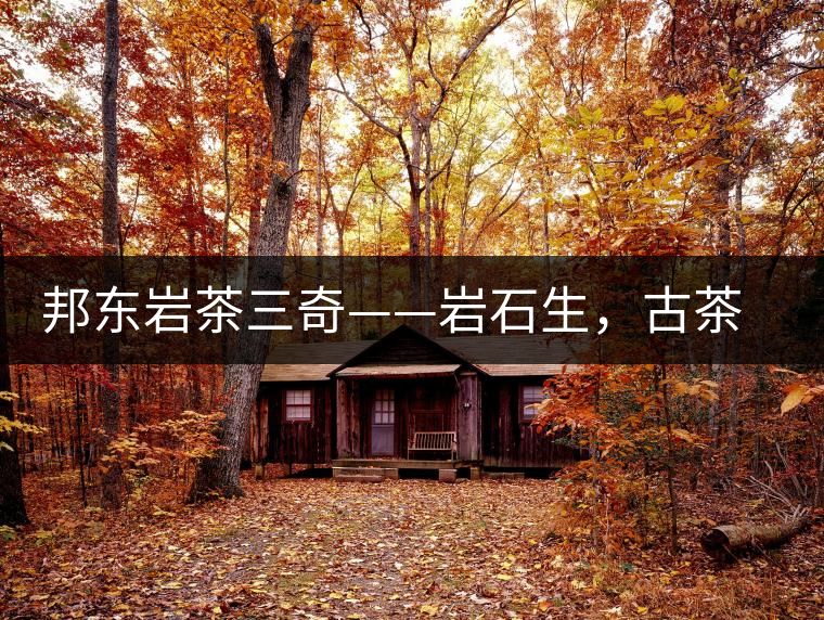 邦東巖茶三奇——巖石生，古茶韻，原野香