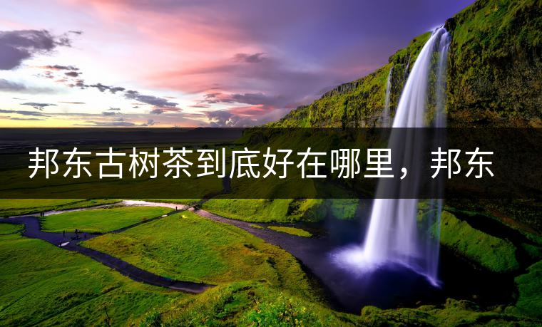 邦東古樹茶到底好在哪里，邦東茶區(qū)普洱茶風(fēng)格特點