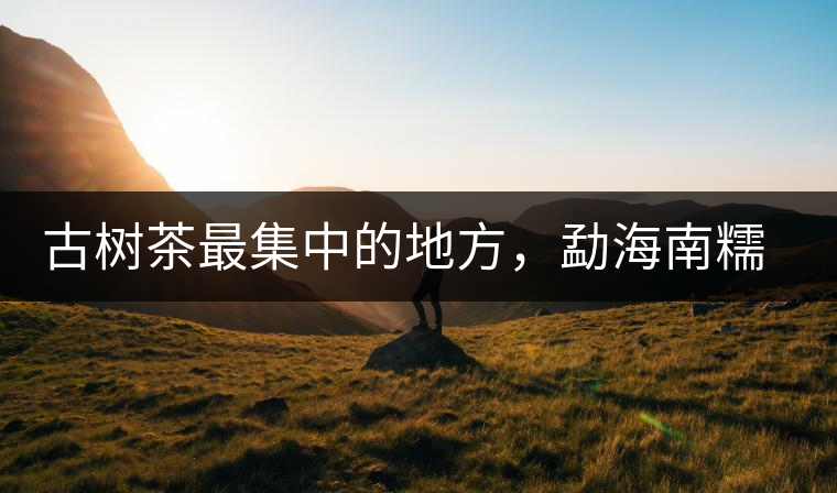 古樹(shù)茶最集中的地方，勐海南糯山古茶山介紹