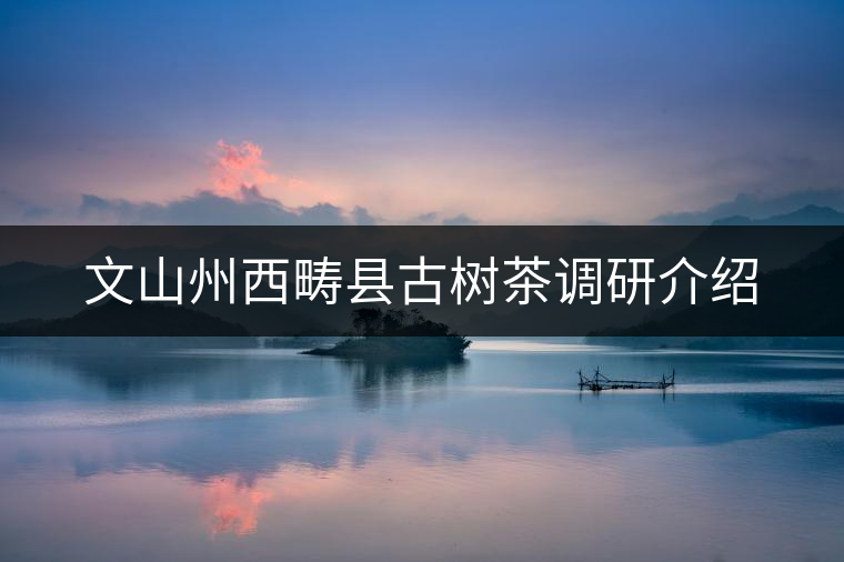 文山州西疇縣古樹茶調(diào)研介紹