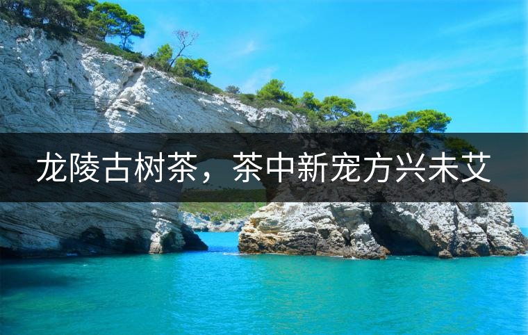 龍陵古樹茶，茶中新寵方興未艾