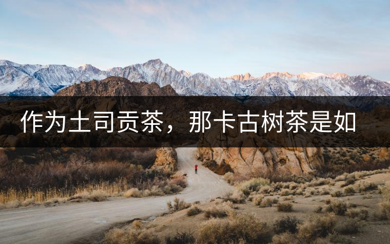 作為土司貢茶，那卡古樹茶是如何在眾多茶中脫穎而出的