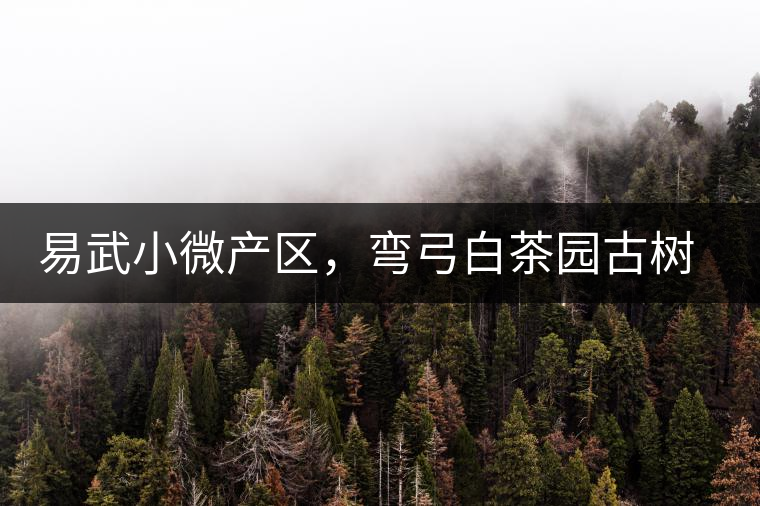 易武小微產(chǎn)區(qū)，彎弓白茶園古樹茶介紹