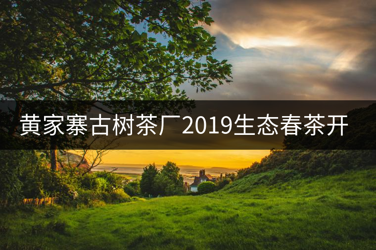黃家寨古樹(shù)茶廠2019生態(tài)春茶開(kāi)采 黃家寨古樹(shù)茶廠2019生態(tài)春茶開(kāi)采