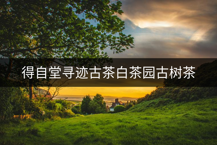 得自堂尋跡古茶白茶園古樹茶