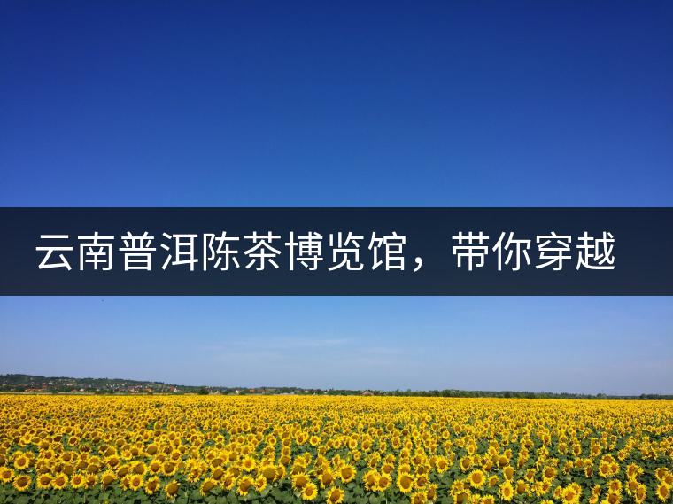 云南普洱陳茶博覽館，帶你穿越時光，品普洱老茶