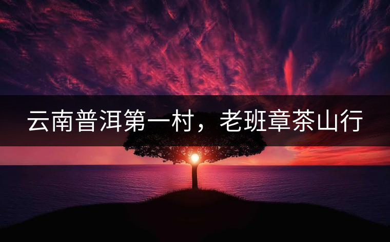 云南普洱第一村，老班章茶山行