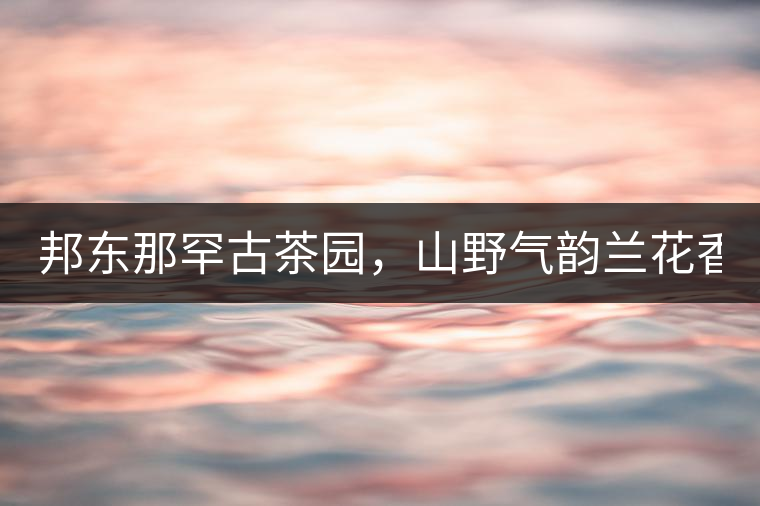邦東那罕古茶園，山野氣韻蘭花香！
