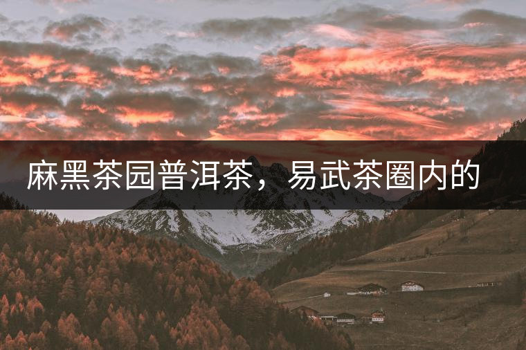 麻黑茶園普洱茶，易武茶圈內(nèi)的翹楚