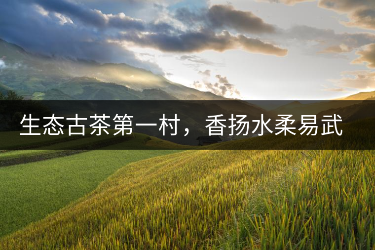 生態(tài)古茶第一村，香揚水柔易武落水洞古樹茶