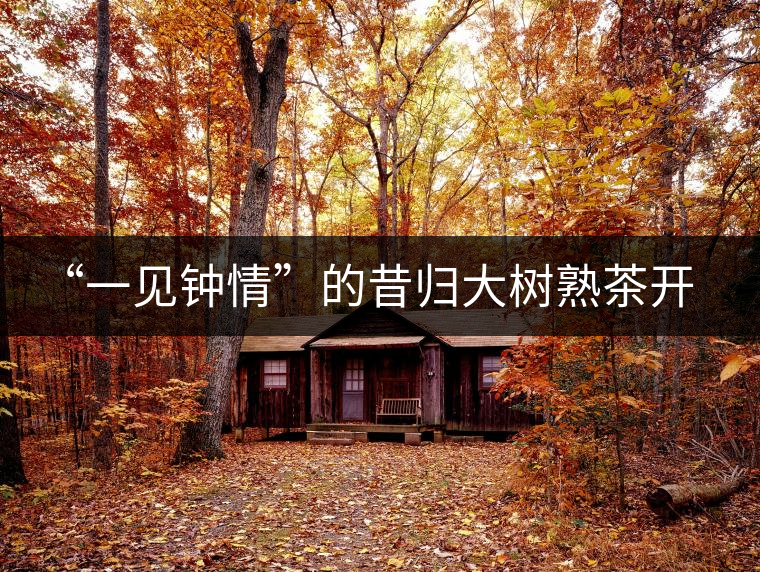 “一見鐘情”的昔歸大樹熟茶開湯品鑒報告