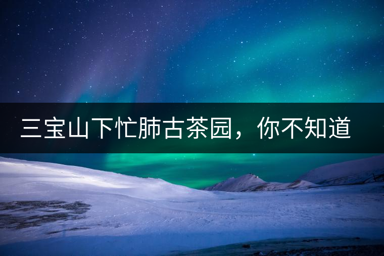 三寶山下忙肺古茶園，你不知道的古樹茶傳說