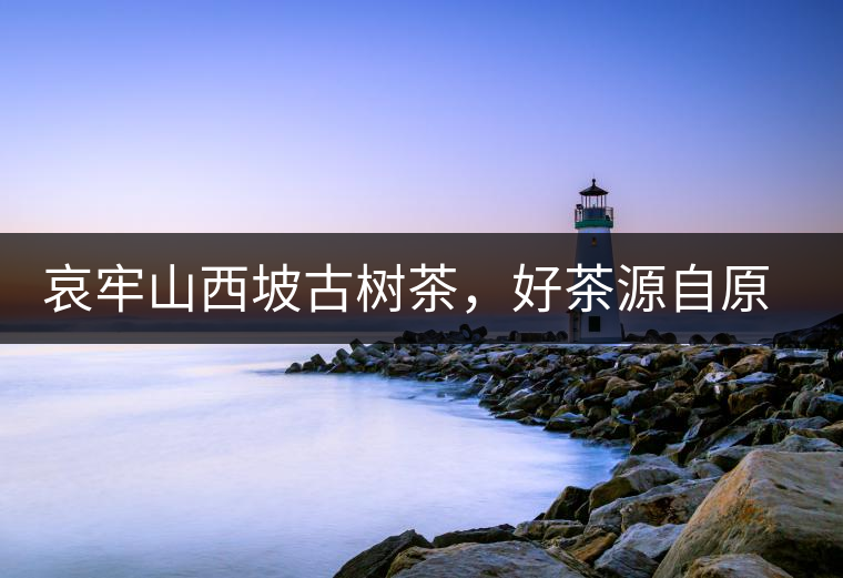 哀牢山西坡古樹茶，好茶源自原生態(tài)高山