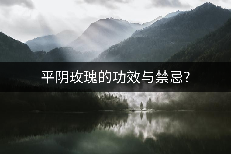平陰玫瑰的功效與禁忌? 平陰玫瑰的功效與禁忌?