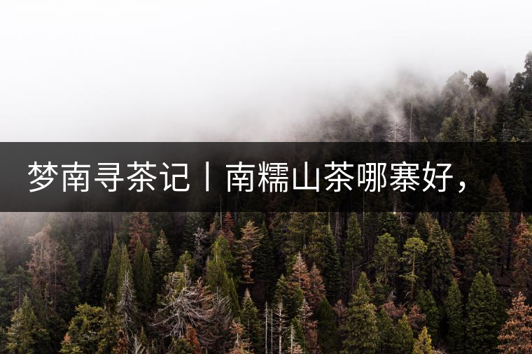 夢(mèng)南尋茶記丨南糯山茶哪寨好，半坡老寨數(shù)第一