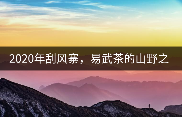 2020年刮風(fēng)寨，易武茶的山野之王-易武中聘號
