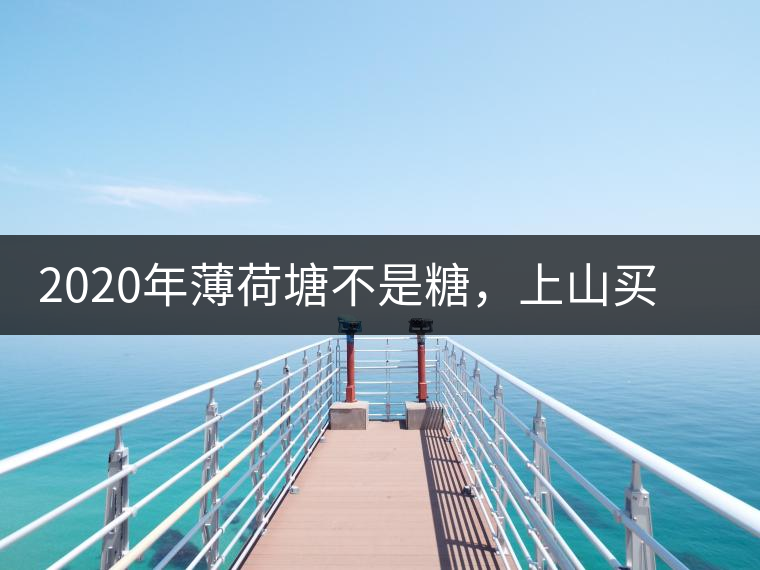 2020年薄荷塘不是糖，上山買茶除了帶鈔票還得搖號-易武中聘號