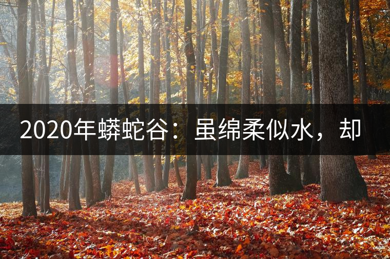 2020年蟒蛇谷：雖綿柔似水，卻氣場(chǎng)十足-易武中聘號(hào)