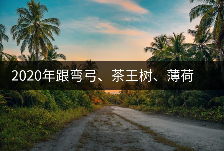 2020年跟彎弓、茶王樹(shù)、薄荷塘屬于同一山脈的神秘山頭-易武中聘號(hào)