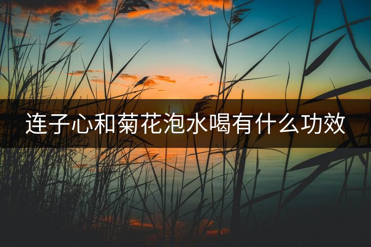 連子心和菊花泡水喝有什么功效
