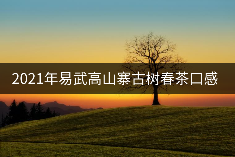 2021年易武高山寨古樹春茶口感特點