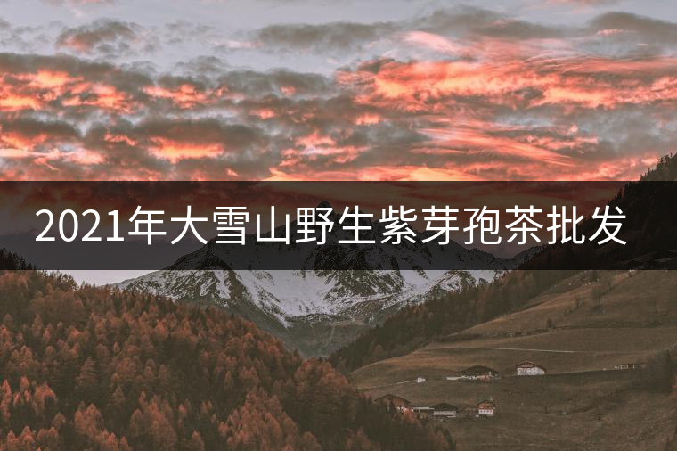 2021年大雪山野生紫芽孢茶批發(fā)價(jià)格多少錢(qián)一公斤？